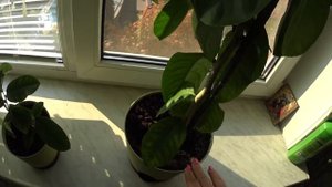 ЛИМОН. ПЕРЕСАДКА. Что делать чтобы Лимон быстрее плодоносил.