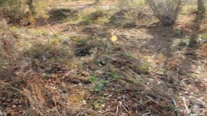 Аир болотный - сбор корня.