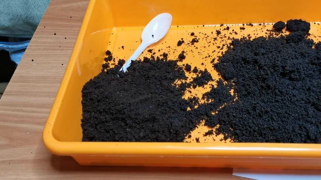 Как проверить качество БИОГУМУСА для РАССАДЫ в домашних условиях. смотреть онлайн