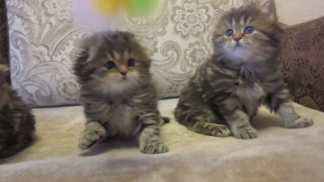Шотландская длинношёрстная, Хайленд Страйд, Фолд♥