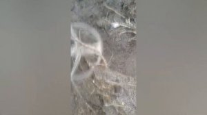 Шурф лесной корчмы(трактира).1часть