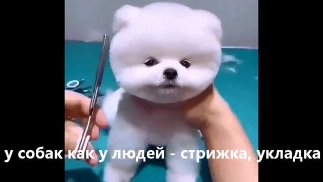 У СОБАК КАК У ЛЮДЕЙ - СТРИЖКА,УКЛАДКА,МАНЕРЫ И КОСТЮМЧИК !