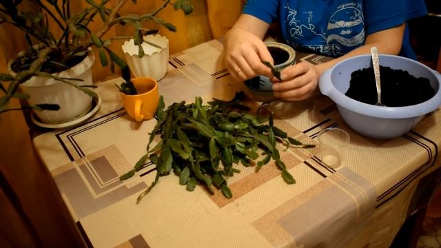 Размножение шлюмбергеры рождественника, декабриста Часть 1 смотреть онлайн