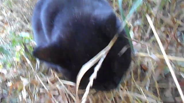 Хочет знать, что он любим! Ласковый Кузя:) Котофей Кузьма Дружелюбный. смотреть онлайн