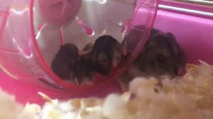 ЛилКсю показывает своих хомяков. Lil Ksu shows her hamsters. Животные Ксюши часть 1