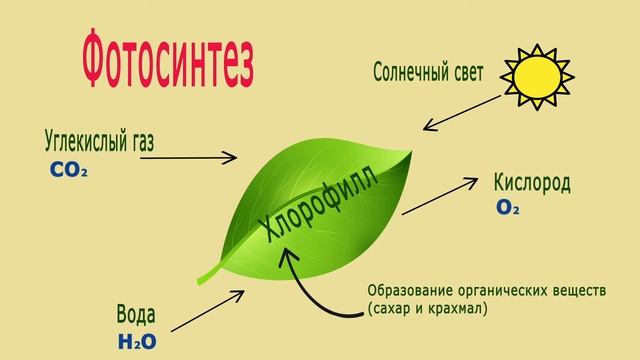 Фотосинтез и дыхание растений смотреть онлайн