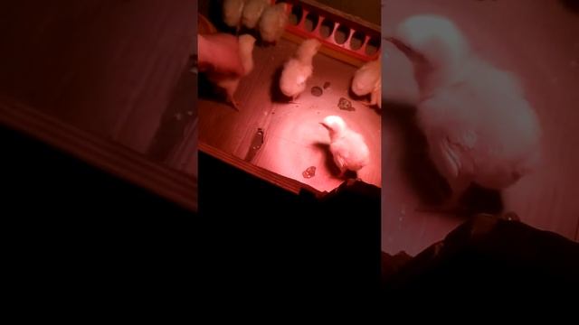 ЛПХ у Александра кооб 500 пятые сутки смотреть онлайн