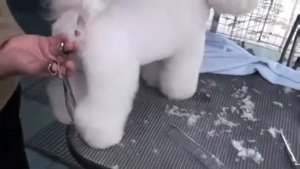 Pure Paws Grooming - Груминг Бишона Фризе