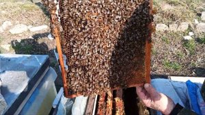 Количество расплода в ульях спустя 22 дня после выпуска маток