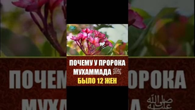 ПОЧЕМУ У ПРОРОКА МУХАММАДА С. А. В. БЫЛО 12 ЖЕНА смотреть онлайн