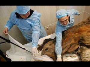 Нашли мумию! Эта мумия пролежала 39 000 лет в сибирской гробнице.Ученые не поверили свои глазам!.mp4