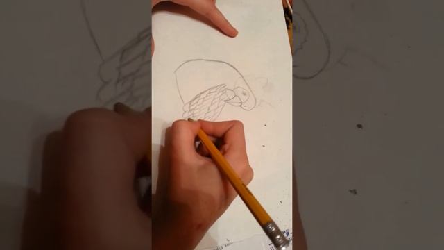 Нарисовать попугая красиво . Карандашом. смотреть онлайн