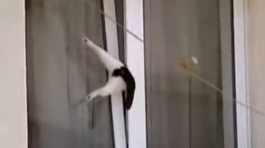 КОТ В ОКНЕ ЗАСТРЯЛ СЕТКИ АНТИКОШКИ НЕТ   БЕРЕГИТЕ СВОИХ ПИТОМЦЕВ