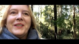 Otway Tree Top Walk | Victoria's Great Otway National Park