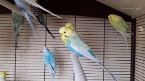 ? ✉ Когда можно выпускать волнистого попугая из клетки?