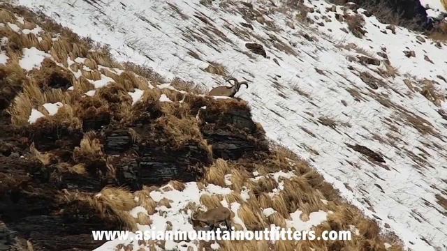 Hunting Blue Sheep in Nepal смотреть онлайн
