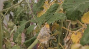 The parasites in the greenhouse