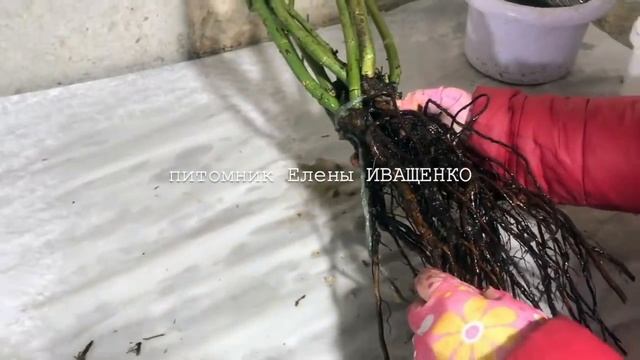 Применение  ОСМОКОТ, HB 101, ФИТОСПОРИН. Подготовка РОЗ  к отправке