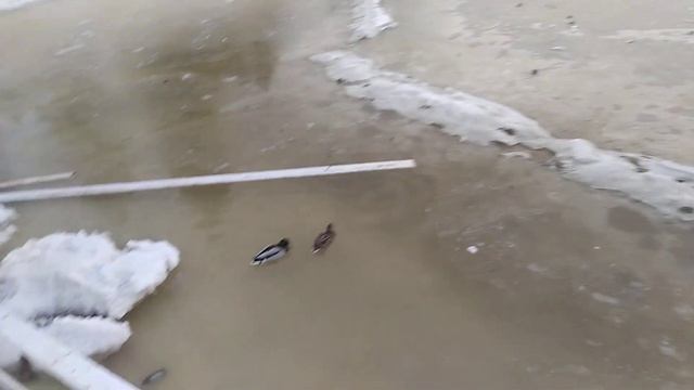 Утки, где зимовали? смотреть онлайн