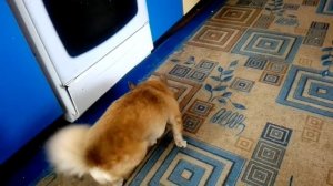 Вой собаки, собака скучает