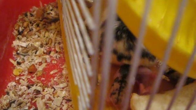 хомячиха тащит хомяков смотреть онлайн