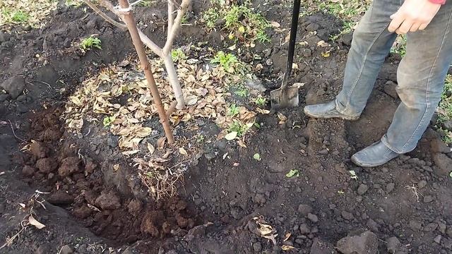 Підживлення плодових дерев.
