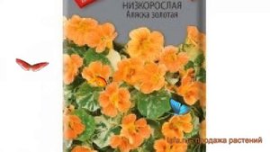 Настурция низкорослая Аляска золотая ? обзор: как сажать, семена настурции Аляска золотая