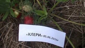Клубника супер ранняя! Сорт "Клери" // секреты хороших урожаев.