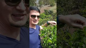 Собираю чай в Mae Salong