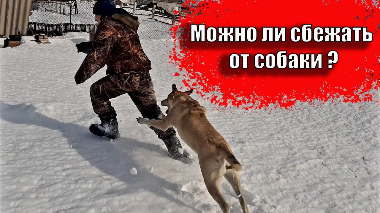 ПРЯТКИ С СОБАКОЙ МОЖНО ЛИ СКРЫТЬСЯ ОТ СОБАКИ МОЖНО ЛИ СБЕЖАТЬ ОТ СОБАКИ смотреть онлайн