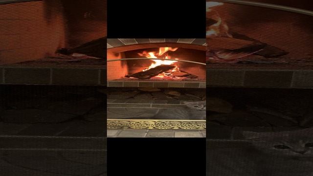 бенгальская кошка смотрит телевизор