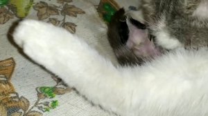 Как проходили РОДЫ ПОДОБРАННОЙ кошки ?. Подобрала бездомную кошку.