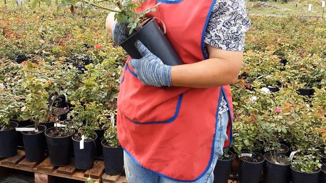 Розы с ЗКС, групп много сортов еще больше. Питомник роз Полины Козловой rozarium.biz смотреть онлайн