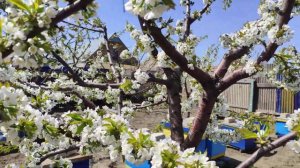 Цветет черешня. Работа пчелы в саду