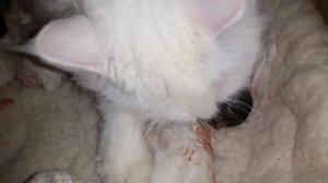 Кошка рожает(2)