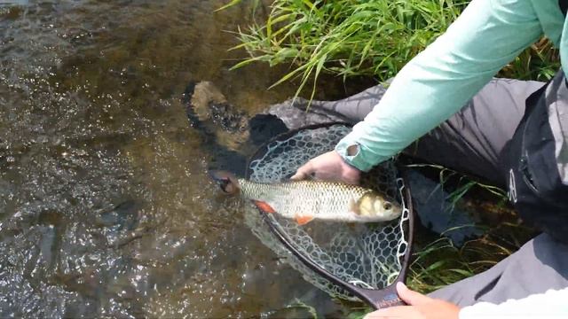 Августовская раздача на Угре! Проводка сухой мушки. Очень много голавля на Угре! Навсегда ли? смотреть онлайн