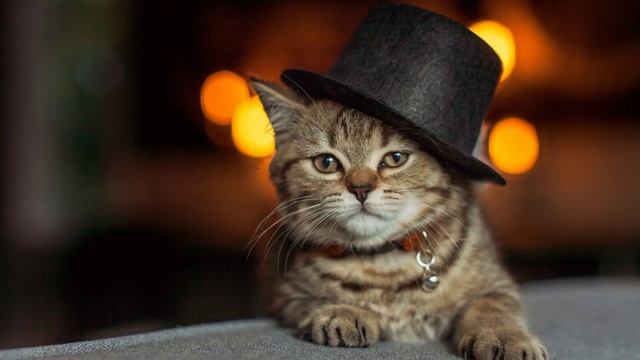Кошки