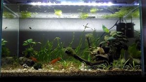 Меченосцы красные, моллинезия чёрная лирохвостая (1,5 года).