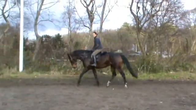 Wanda - holstein mare, 2006, 172cm - продается кобыла смотреть онлайн