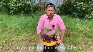 ВКУСНЫЕ, СЛАДКИЕ, НАДЕЖНЫЕ (РЕМОНТАНТНЫЕ И ОБЫЧНЫЕ) СОРТА КЛУБНИКИ ДЛЯ ДАЧНИКОВ, ИХ ДЕТИШЕК И ВНУКО