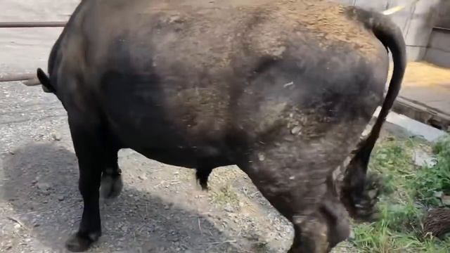 Забой Самый большой Бык После 9 Месяц￼ На откорм￼￼ смотреть онлайн