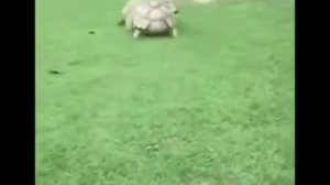 Лёлик и Барбарики У друзей нет выходных!
