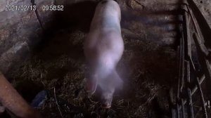 Будем резать свинку.