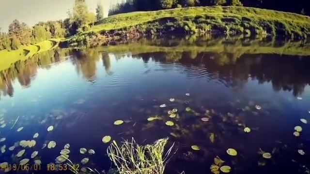 Трофейный голавль Которосль Ярославль 2019