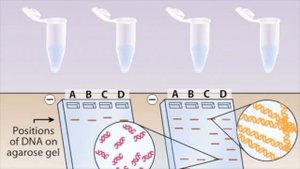 Southern Blotting Technique. Southern Blot. Animation.