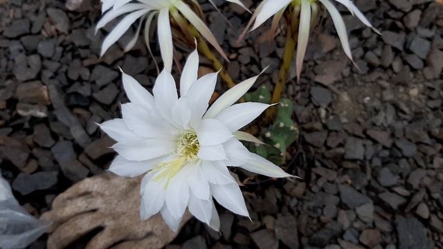 Cactus Jerk S1E278 Cactus Flower Video Echinopsis subdenudata