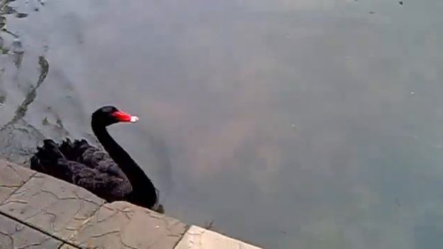 Черный лебедь выполняет команды смотреть онлайн