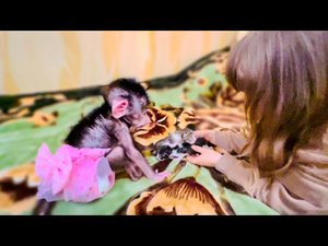 Ангелина СПАСАЕТ от Люськи маленьких котят!