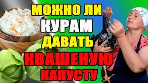 Можно ли курам давать КВАШЕНУЮ КАПУСТУ.