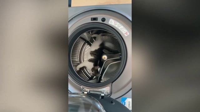 Кошка в стиральной машине